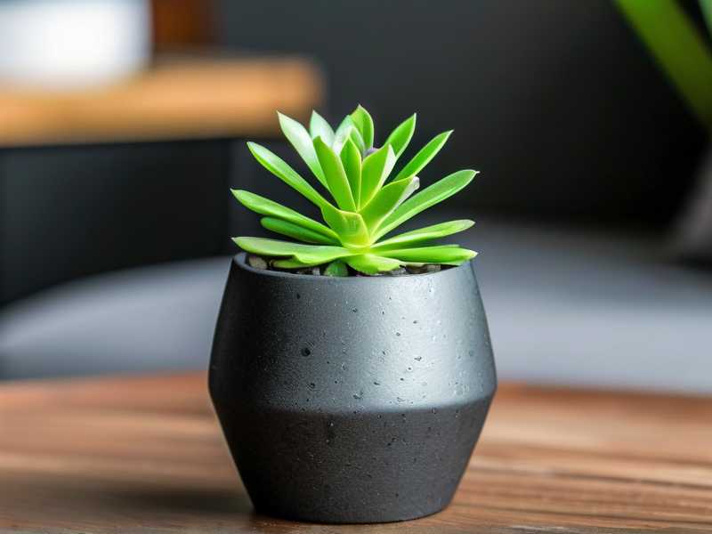 How to Adjust Humidity for Jade Plant in Apartments: 3 Small-Space Hacks