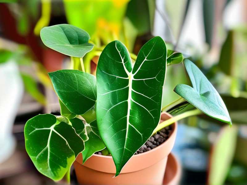 How to Protect Jade Plant from Direct Sunlight: 4 Burn-Preventing Shades(1)